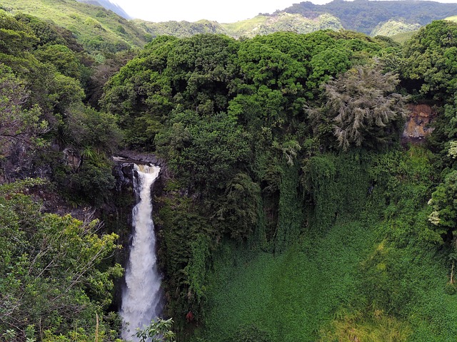 Things to do in Maui with Kids -  explore forest reserve