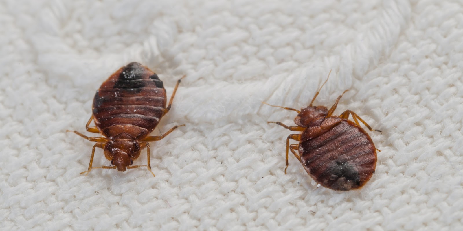 BEDBUG  CONTROL TIPS AND TRICKS by new star pest control service.