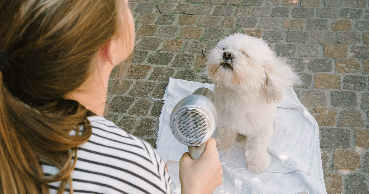 Woman blow-drying fluffy white dog on towel outside