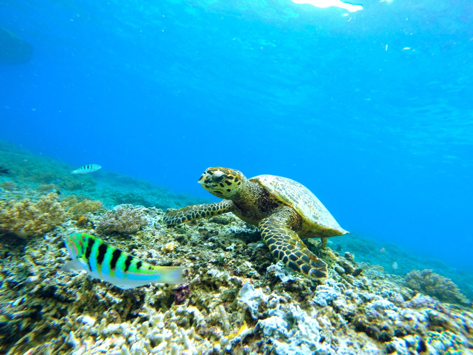 https://get.pxhere.com/photo/sea-ocean-diving-underwater-biology-sea-turtle-reptile-coral-coral-reef-marine-life-reef-underwater-world-meeresbewohner-water-sport-loggerhead-marine-biology-coral-reef-fish-746704.jpg