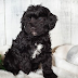 Cavapoo Puppies For Sale - Choosing a Breed With High Quality Character