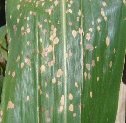 Sintomas característicos da mancha branca em folhas de milho