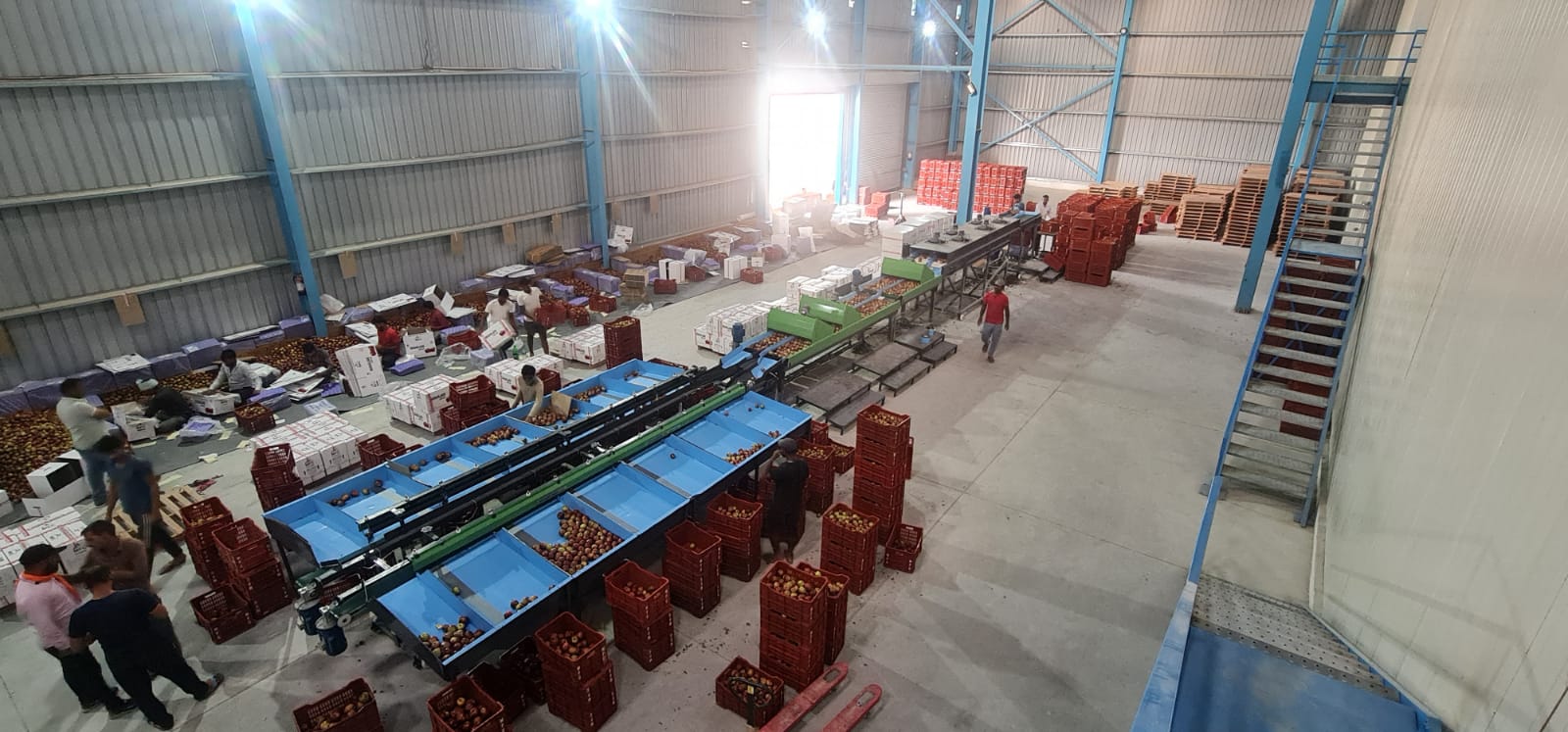 Automatic Apple Grading Machine
