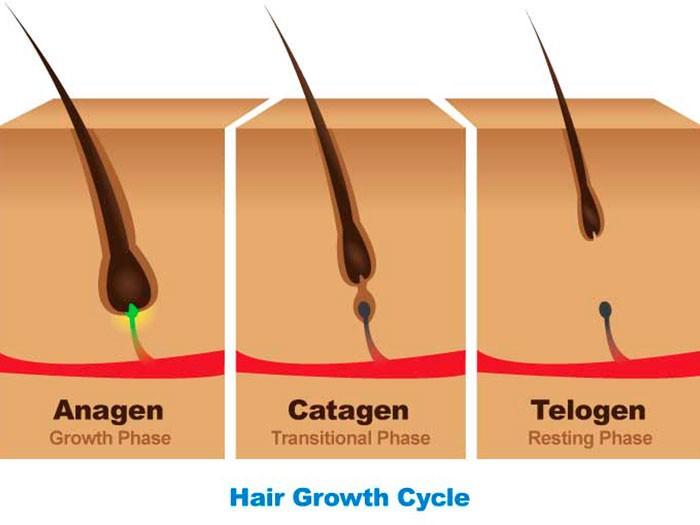 Do you know that Hair growth is not a continuous process but it has three  phases ? | by Advanced Hair Studio India | Medium