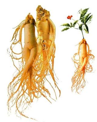 korean-red-ginseng.jpg