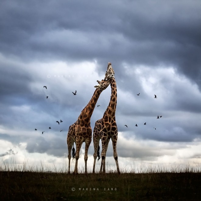 Las mas sorprendentes y bellas fotografías de animales. - Las Mejores