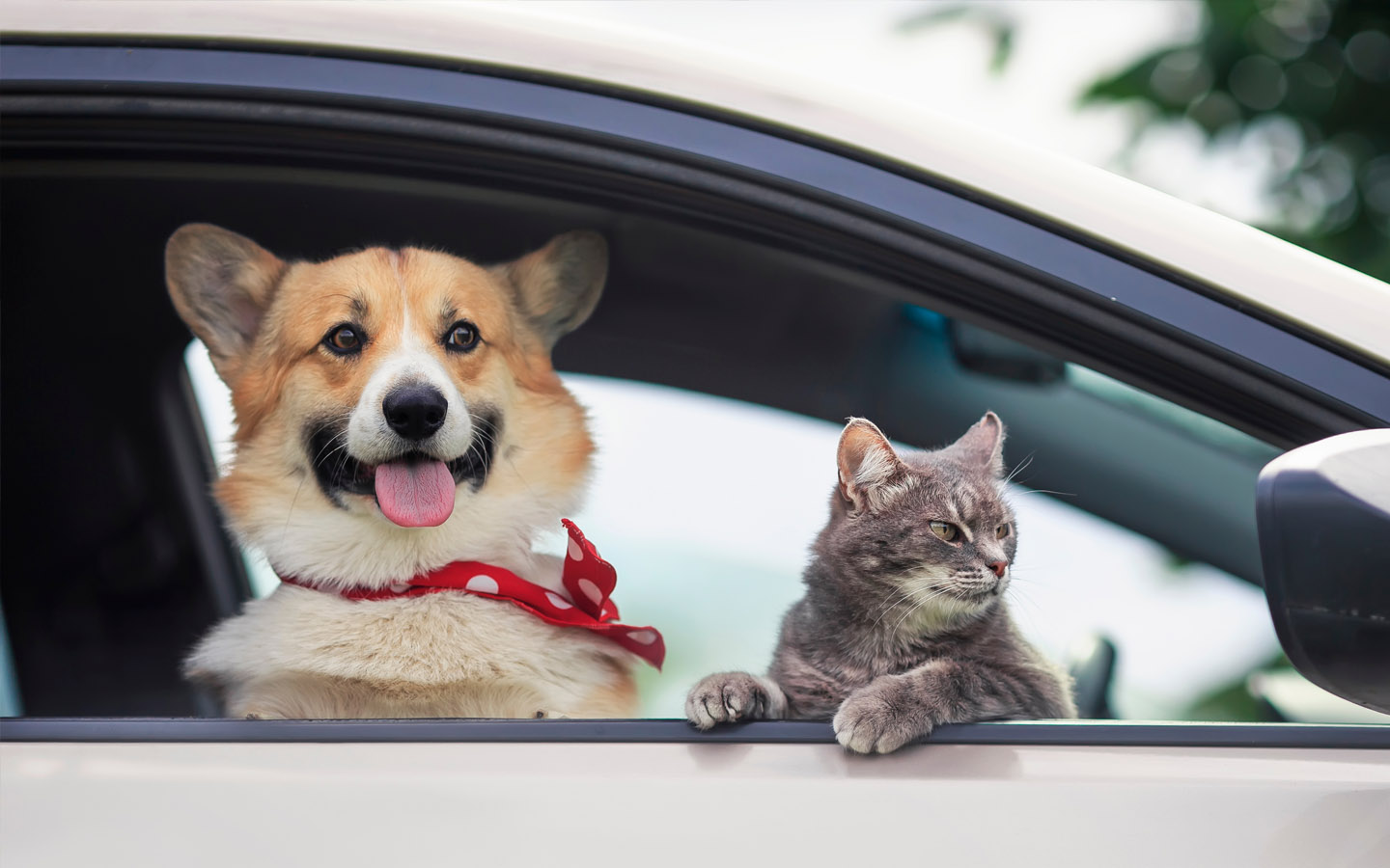 cute cat and dog on car window in pet taxi dubai 