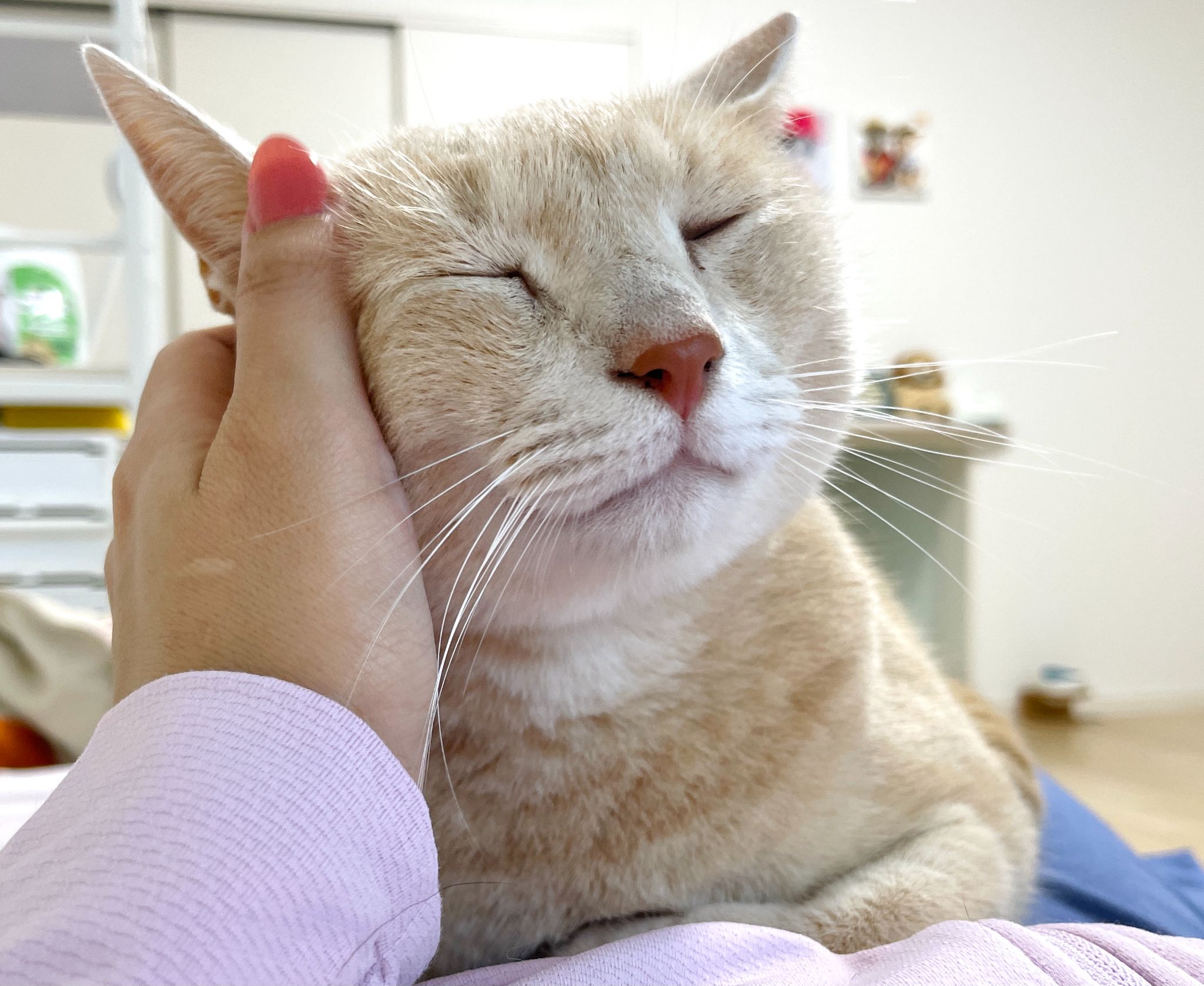 猫の寝る場所によって気持ちが分かる 寝相別の親愛度まとめ もちもちブラザーズコラム Column Levees レビーズ Animal Rights 動物の権利を考えるwebマガジン