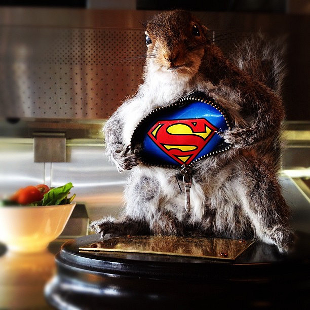 ... Super squirrel | by ...