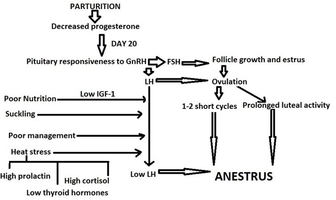 Possible factors for anestrus in a parturient buffalo (Courtesy of Prof. G. N. Purohit, Department of Veterinary Gynaecology and Obstetrics, College of Veterinary and Animal Sciences, Rajasthan University of Veterinary and Animal Sciences, Bikaner, Rajasthan, India.).