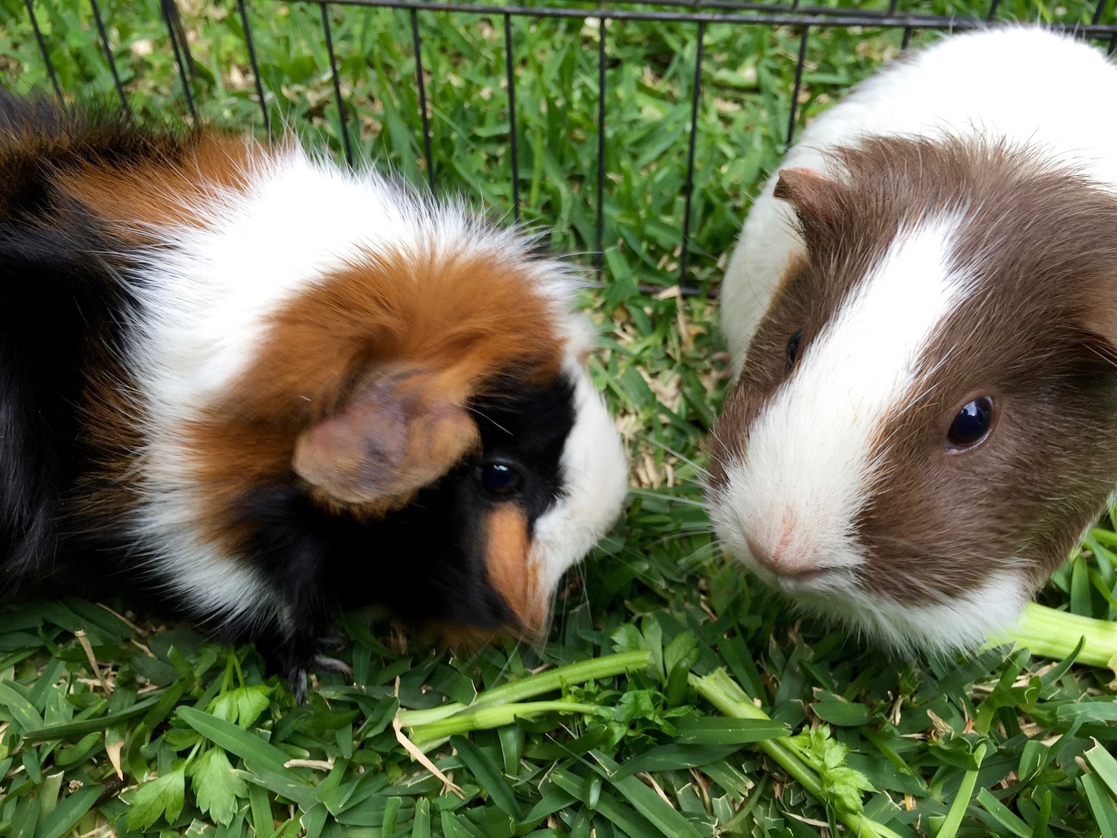 can guinea pigs eat turnip greens