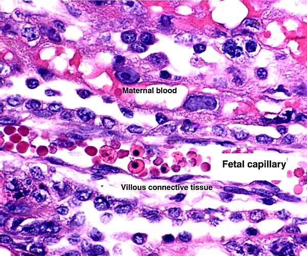 Detail of fetal/maternal barrier at 15 days gestation.