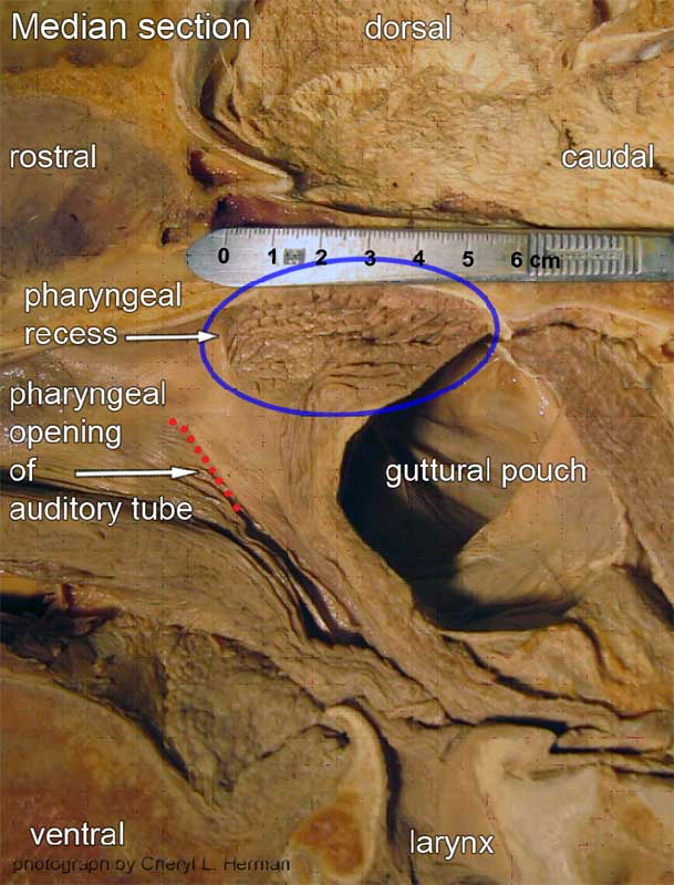 Closer view of caudal pharyngeal region on the same cadaver head.