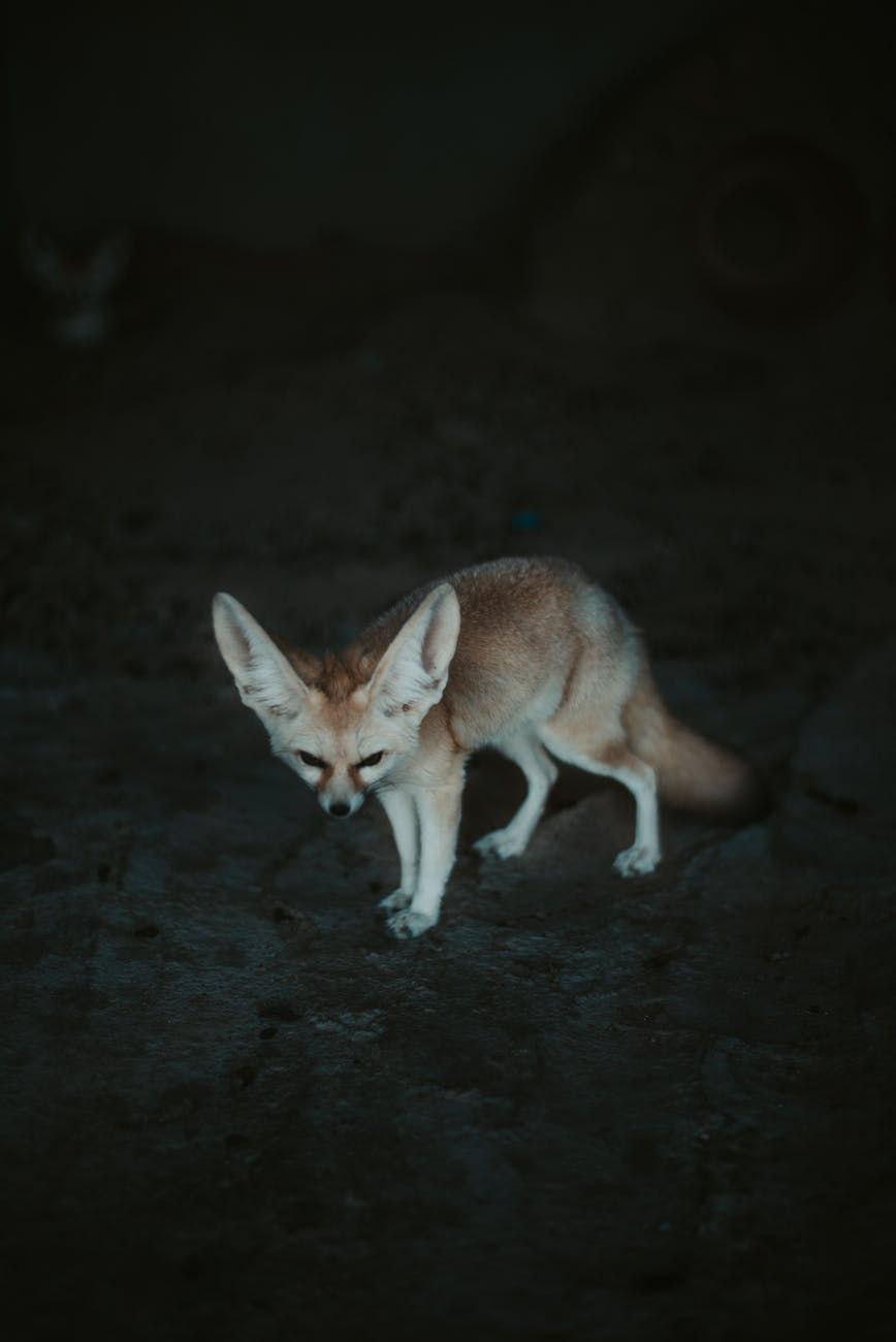 Ten Things You Should Know About Keeping Fennec Fox As A Pet The Furry Companion