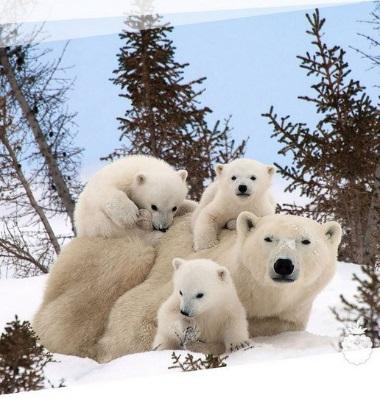 Adorable Animal Family Portraits