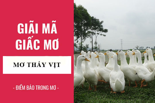 Giải mơ giấc mơ thấy con vịt từ những chuyên gia