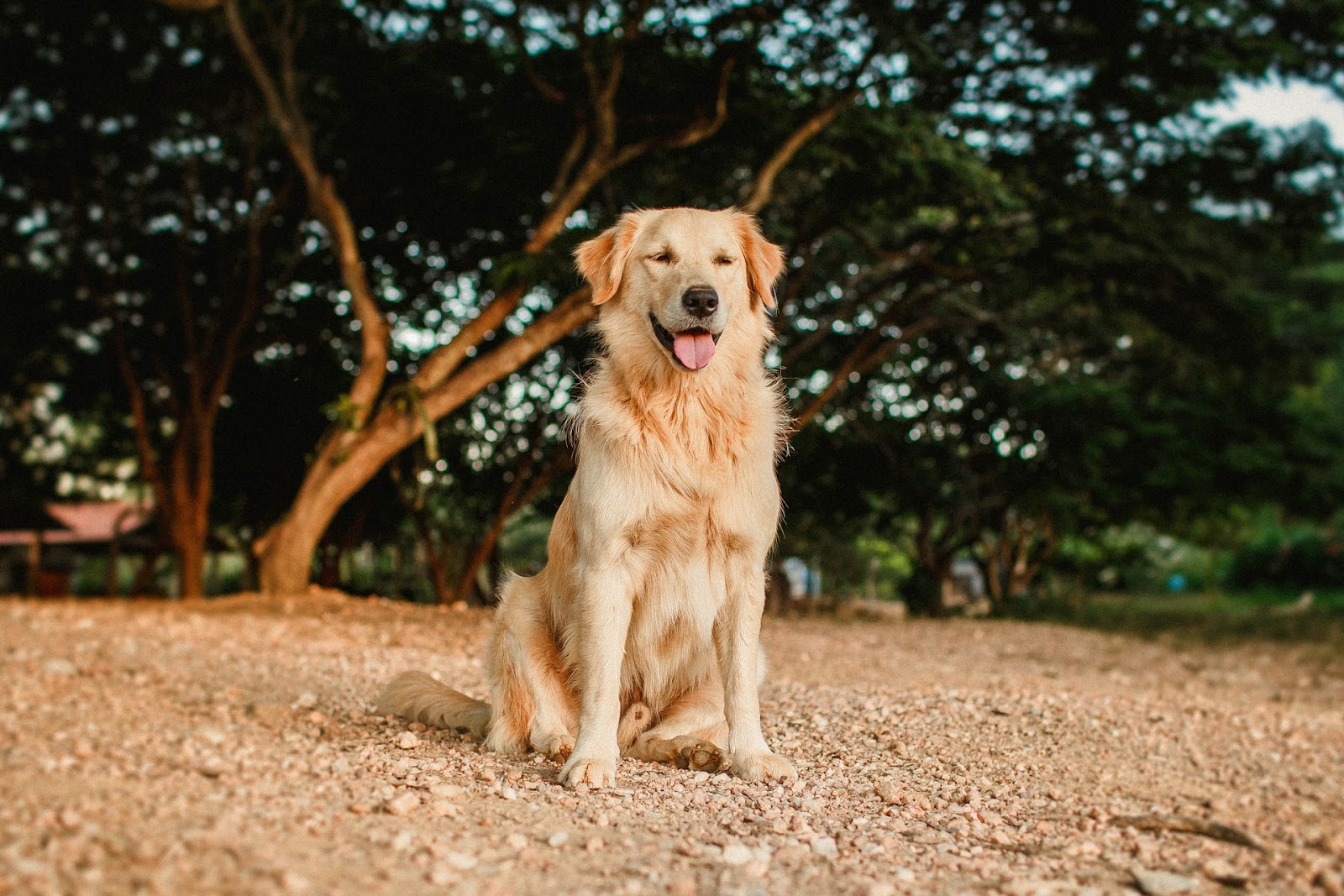 黃金獵犬毛髮長，個性溫和友善