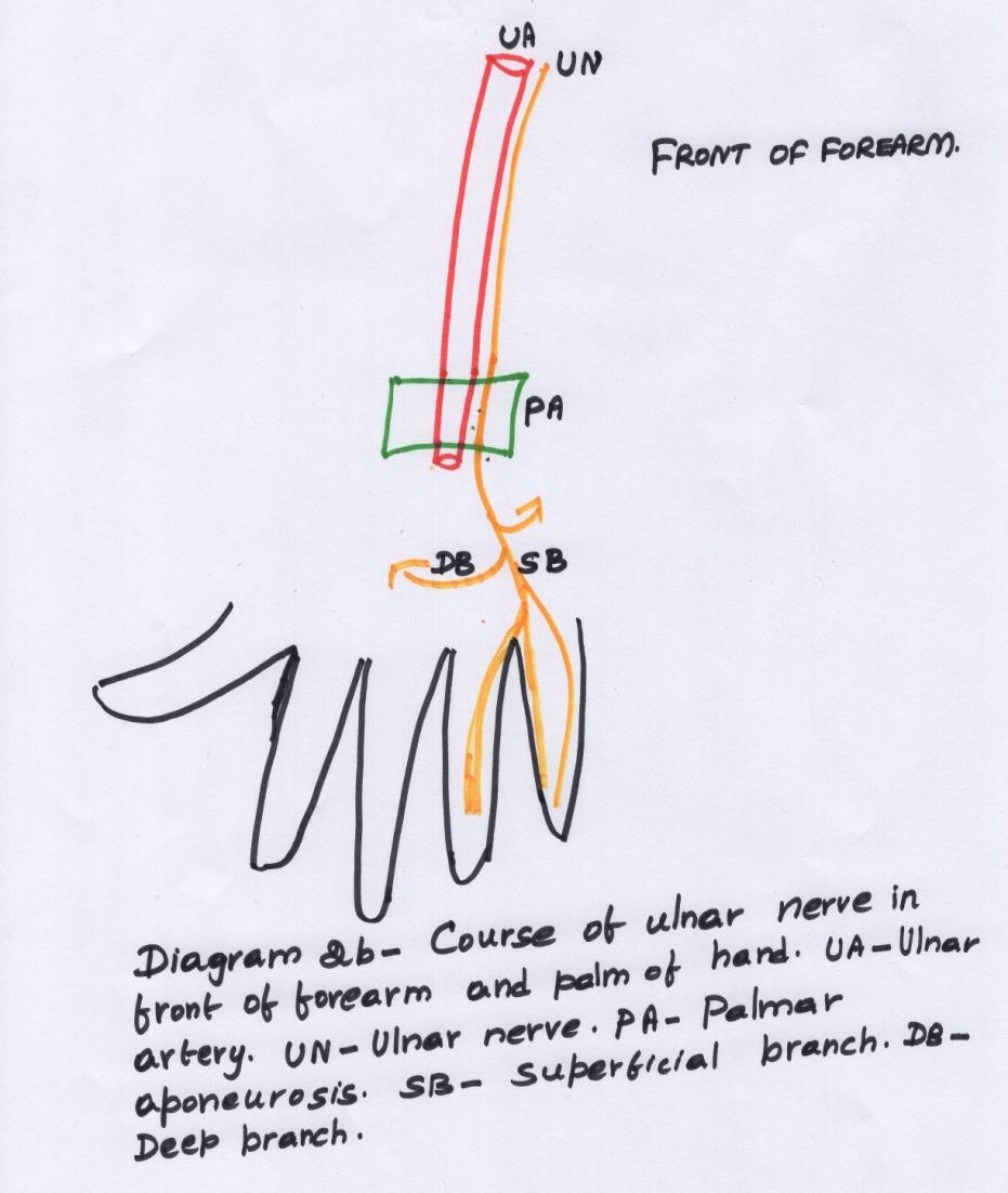 D:\Chitra Scans\Fig 2_001.jpg