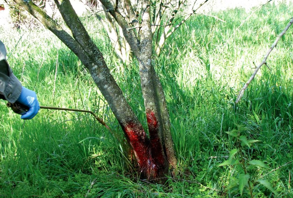 Basal Bark Treatment