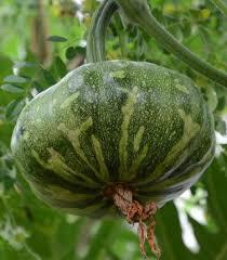 C:\Users\Mazhar Sayeed\Pictures\images of Pumpkin grows on Climbers.jpg