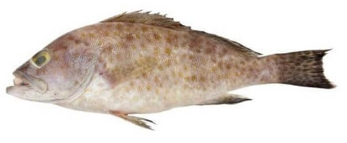 Jenis Ikan