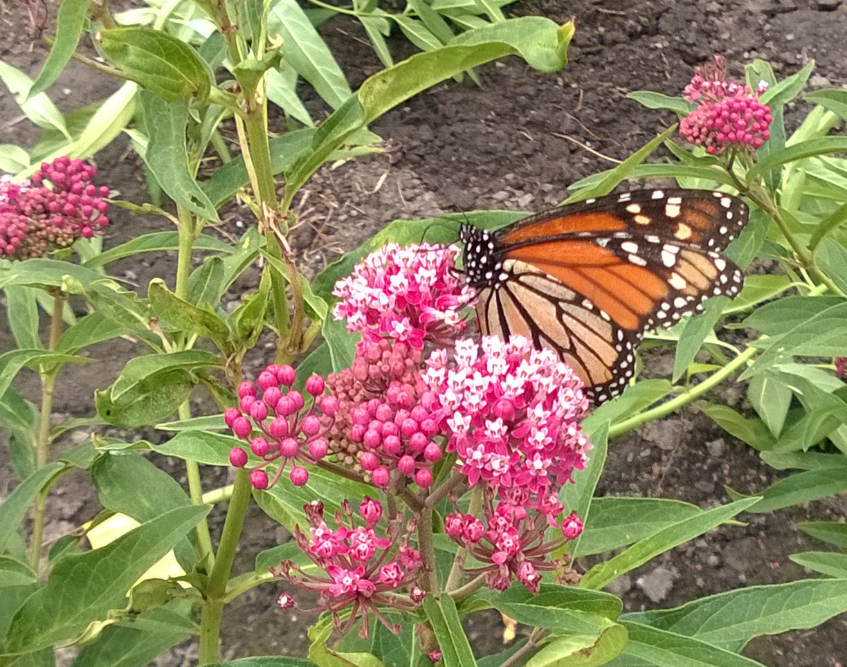 Swamp milkweed and monarch photo by Emily Nietering_1