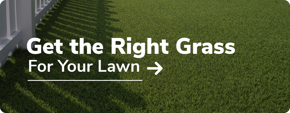 get the right grass for your lawn