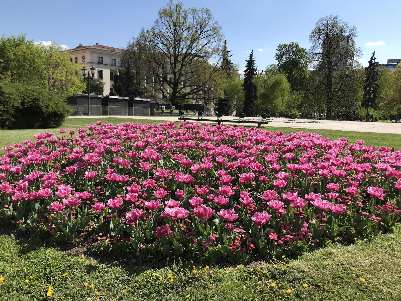 Violet tulips in Sofia City Garden