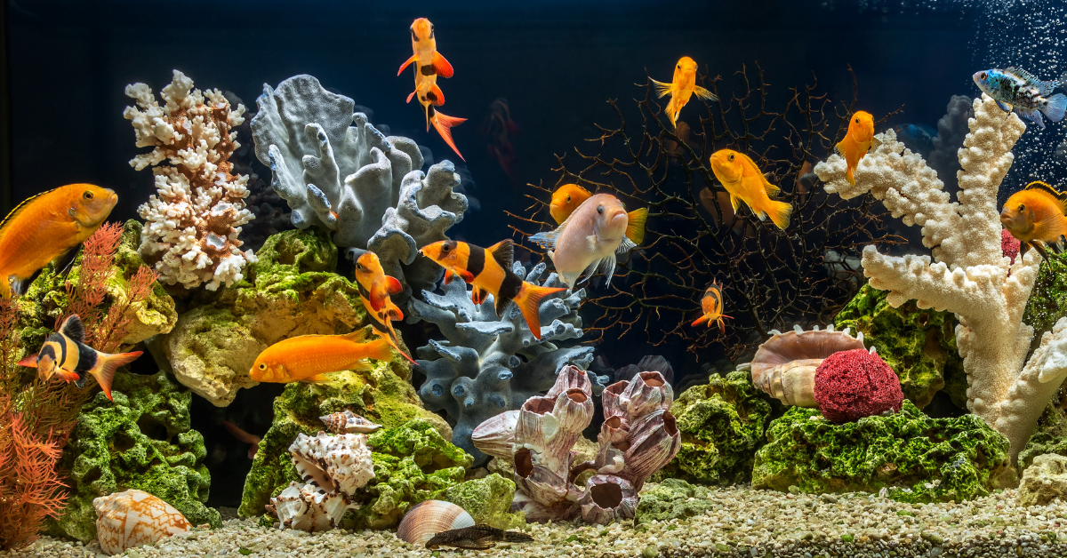 kinds-of-freshwater-aquarium