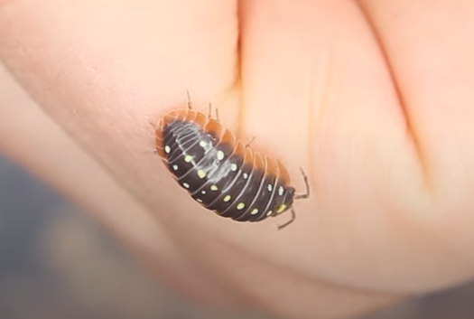 Clown isopod Montenegro