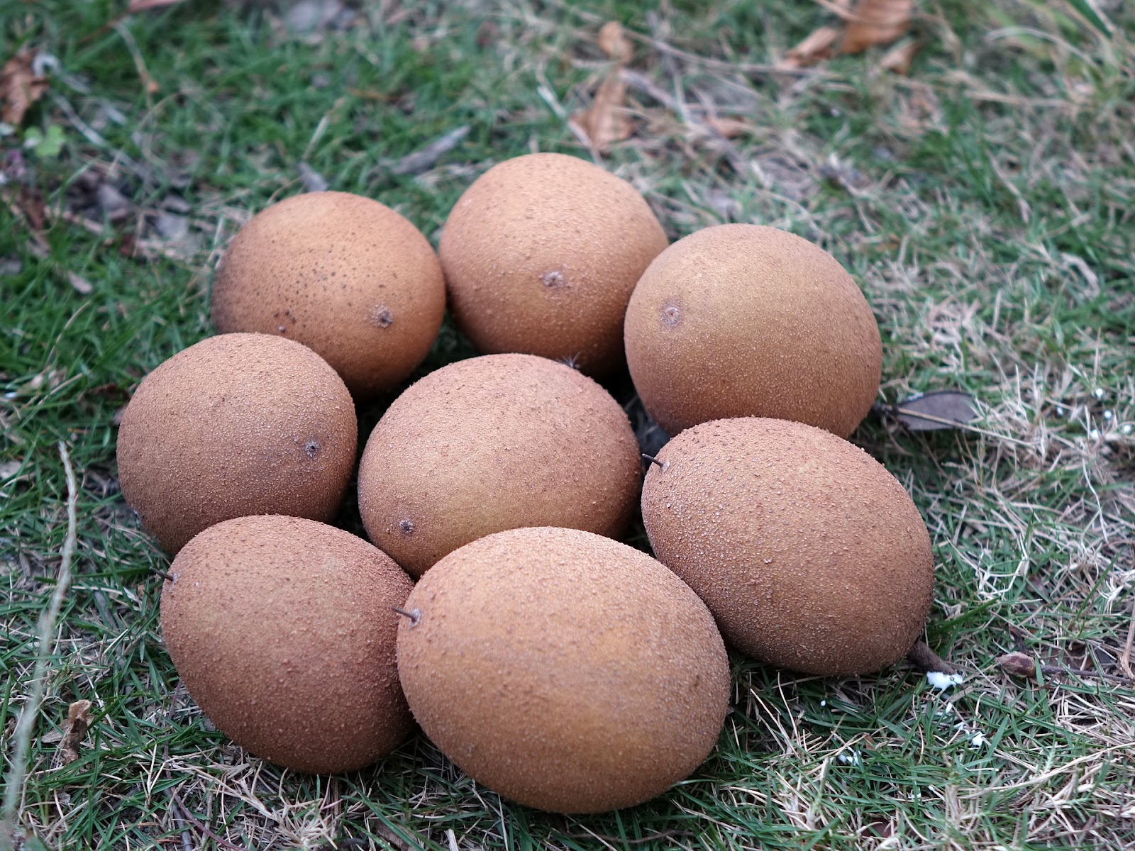 Puerto Rican slang mamey 