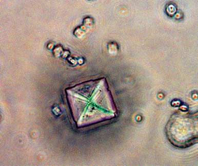 Calcium oxalate crystal