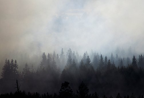 Trees, Smoke, Wood, Nature, Landscape