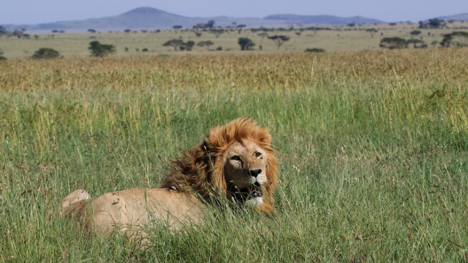 Serengeti nacionālais parks