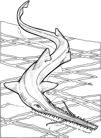 Resultado de imagen de tiburon SIERRA para pintar