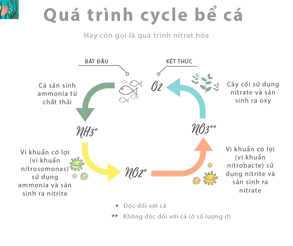 Cá rồng