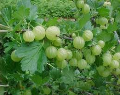 gooseberries