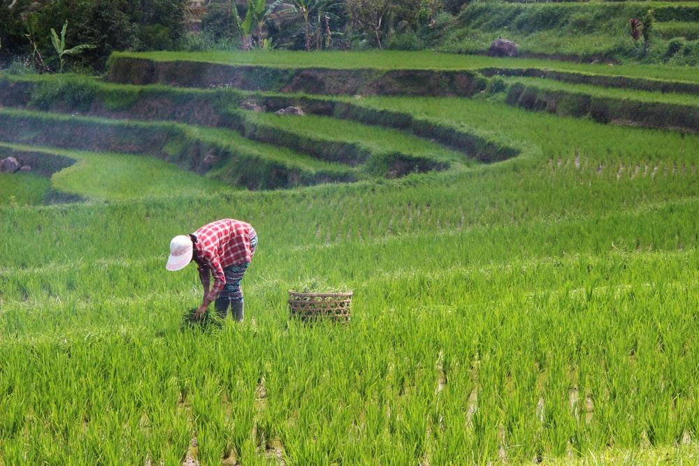 person planting rice on field during daytime