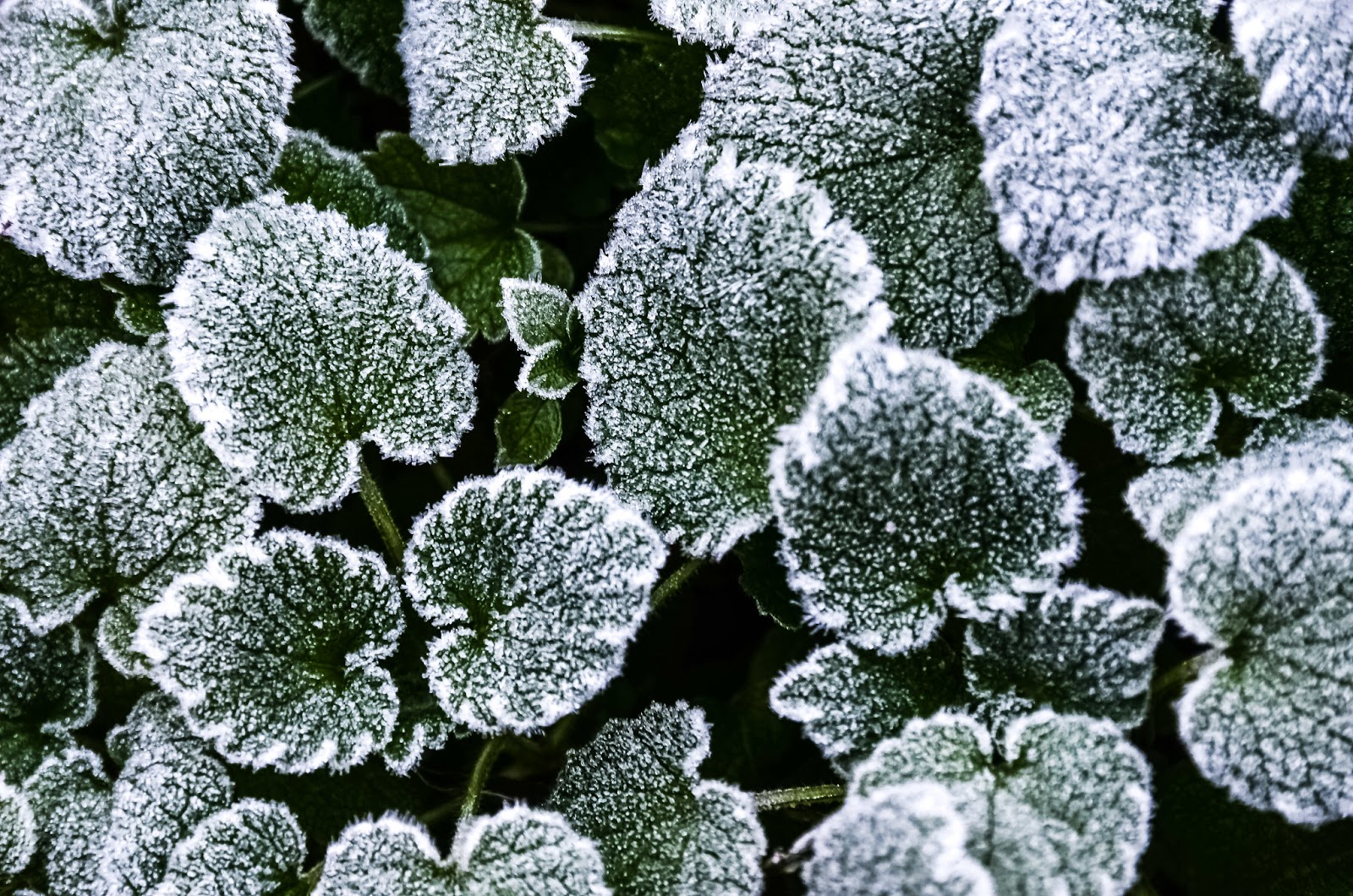 Turn Your Shed into a Garden for the Upcoming Winter 