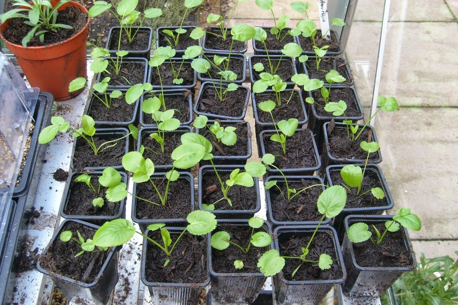 zucchini plant with its roots exposed, ready for transplanting into soil-filled container or garden bed.