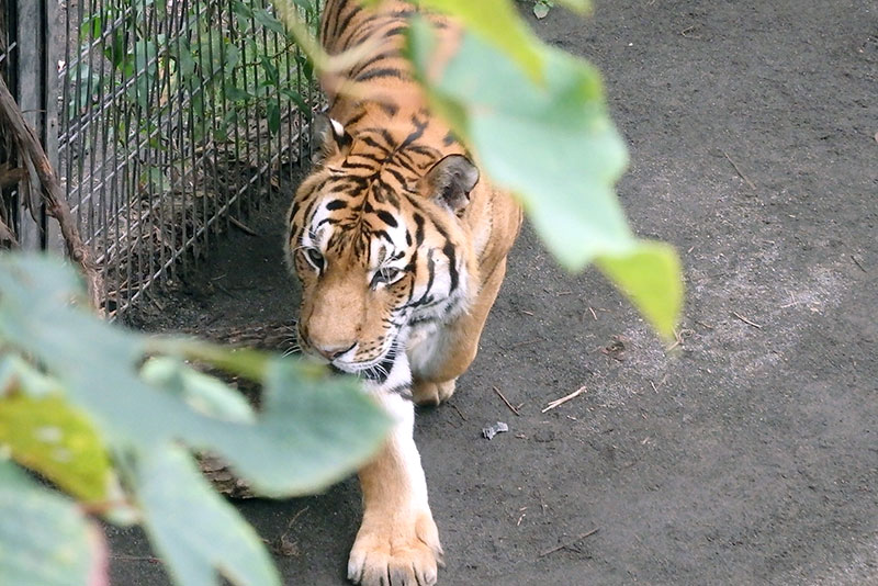 旭山動物園：もうじゅう館