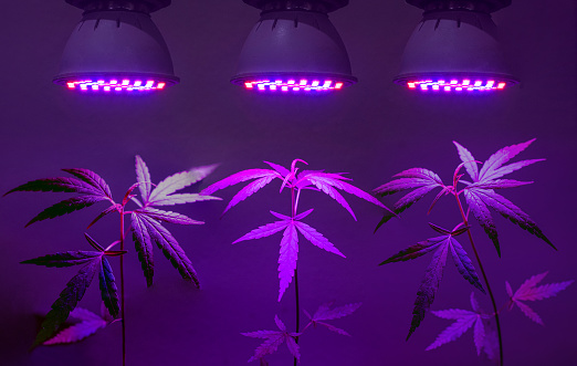 Best Led Grow Lights For Flowering Cannabis Led Grow Lights For The Flowering Stage