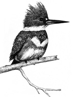 Kingfisher jpg from STIR page Flipped 2
