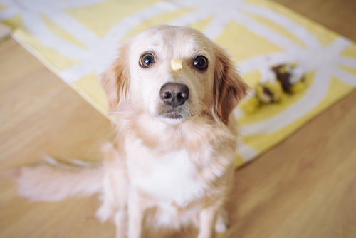 A dog with puppy dog eyes standing on a mat.