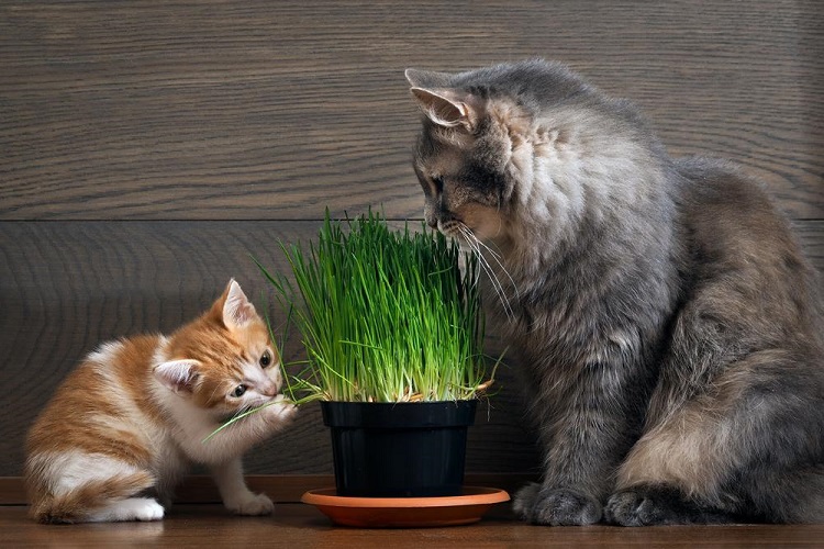 tập cho mèo ăn cỏ