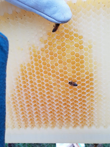 Why aren't my bees filling the Flow Frames?