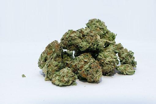 Marijuana, Cannabis, Weed, Bud, Green