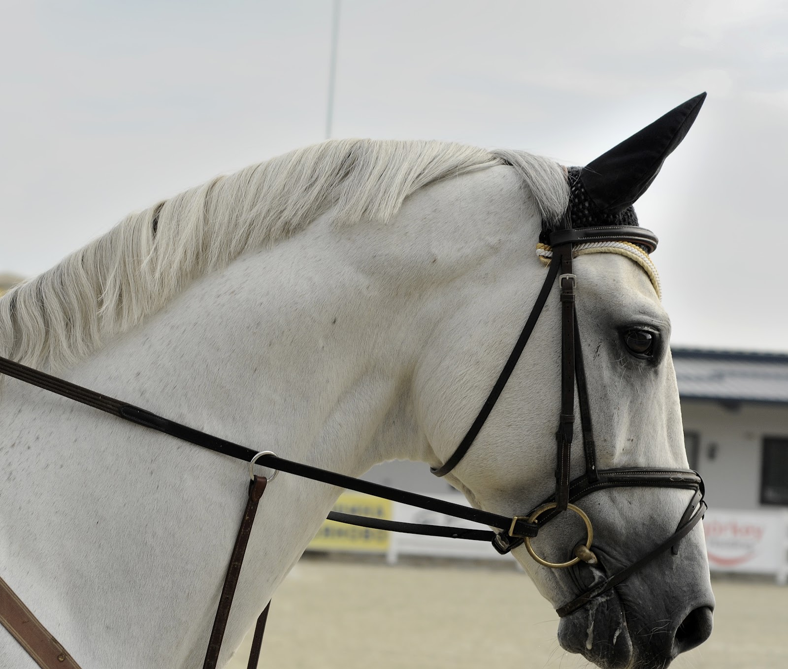 Close up of Horses Ears