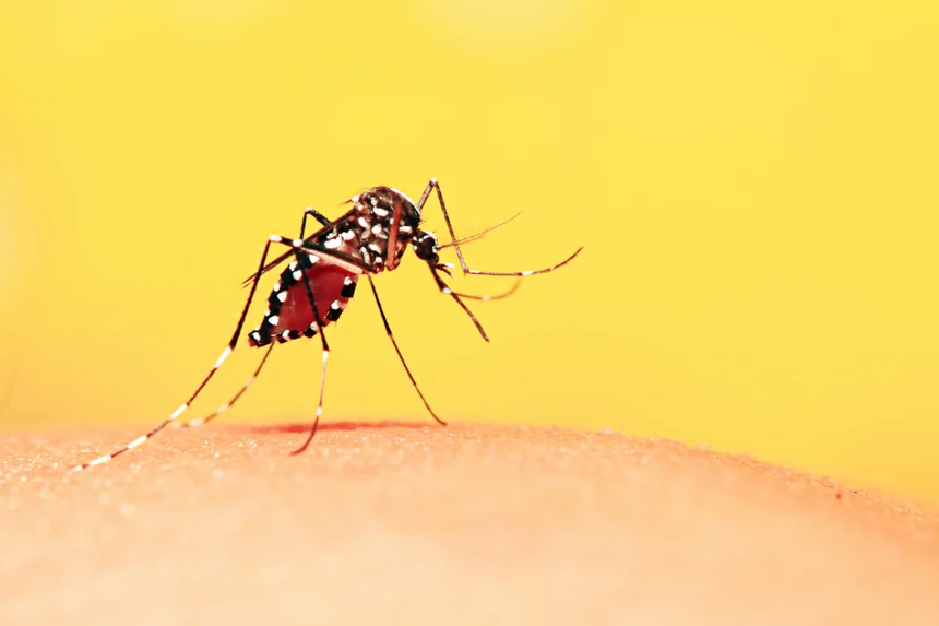 Debunking Common Mosquito Myths: Separating Fact from Fiction - Featured Image
