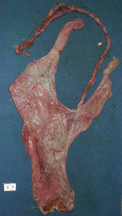 Placenta showing a pathologically long umbilical cord (152 cm; foal stillborn).